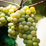 Smještaj na farmi Pr'jernejc Agroturism *