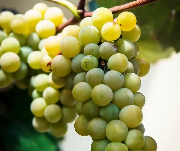 مزرعة للإقامة Pr'jernejc Agroturism *